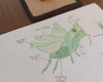 "Kreatywna biologia – Lekcja, która ożywiła stawonogi i mięczaki!"